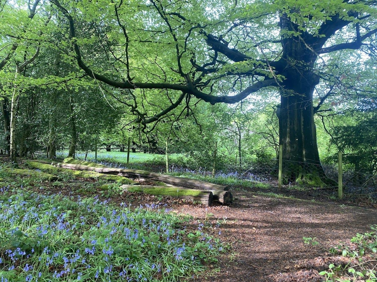 Forest Kindergarten - Hero/Card