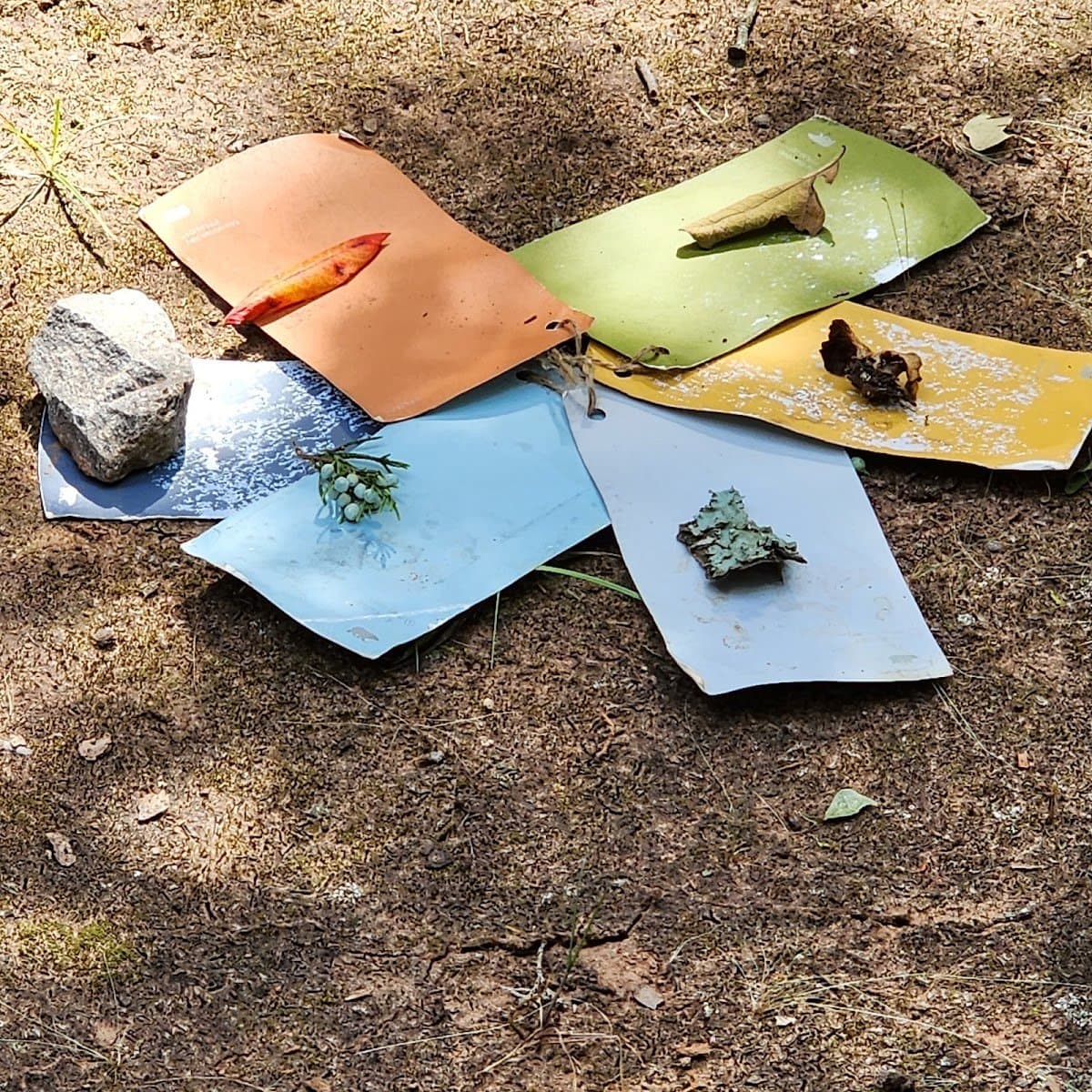 Forest Time Kindergarten & Forest Homeschool - Activity