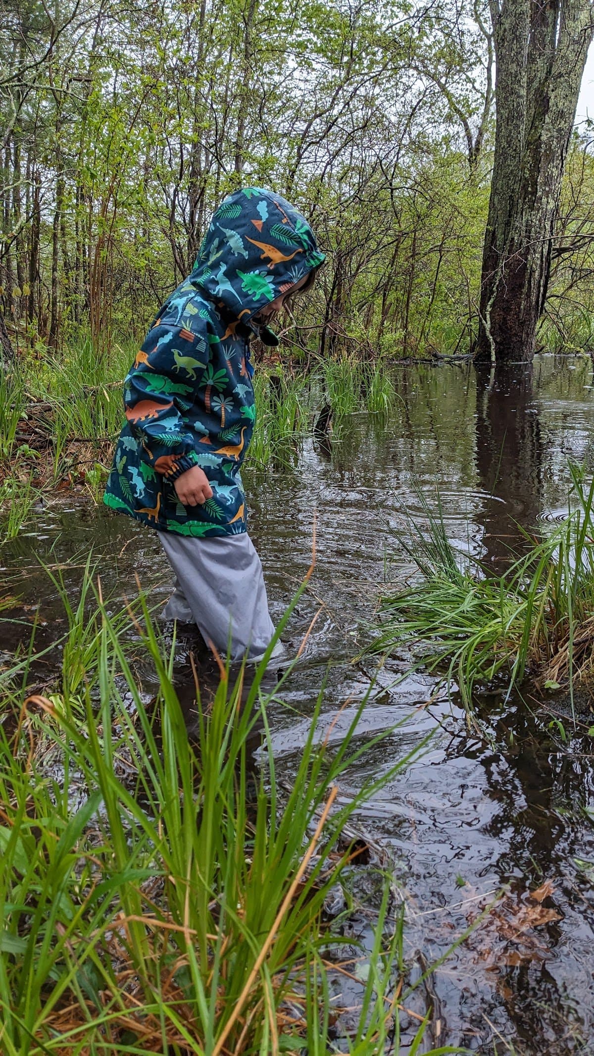 Forever Wild Nature School - Activity