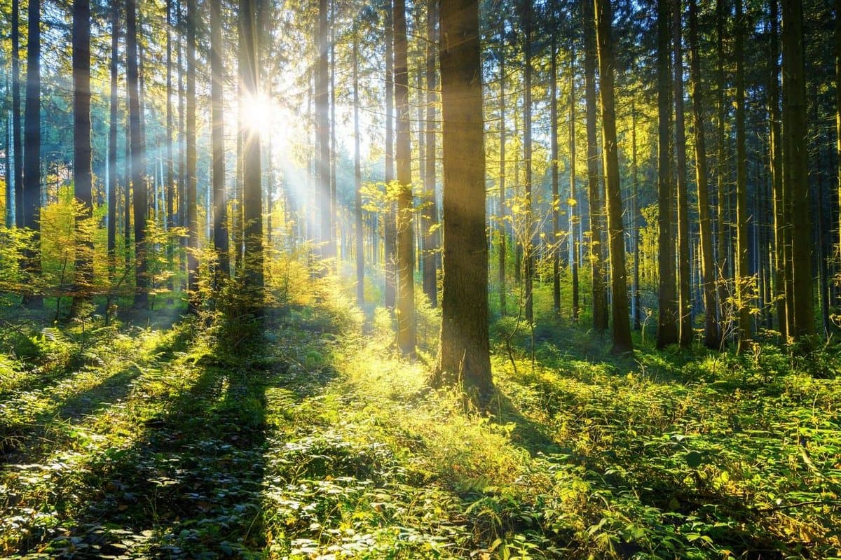 Free to Be Forest School - website image