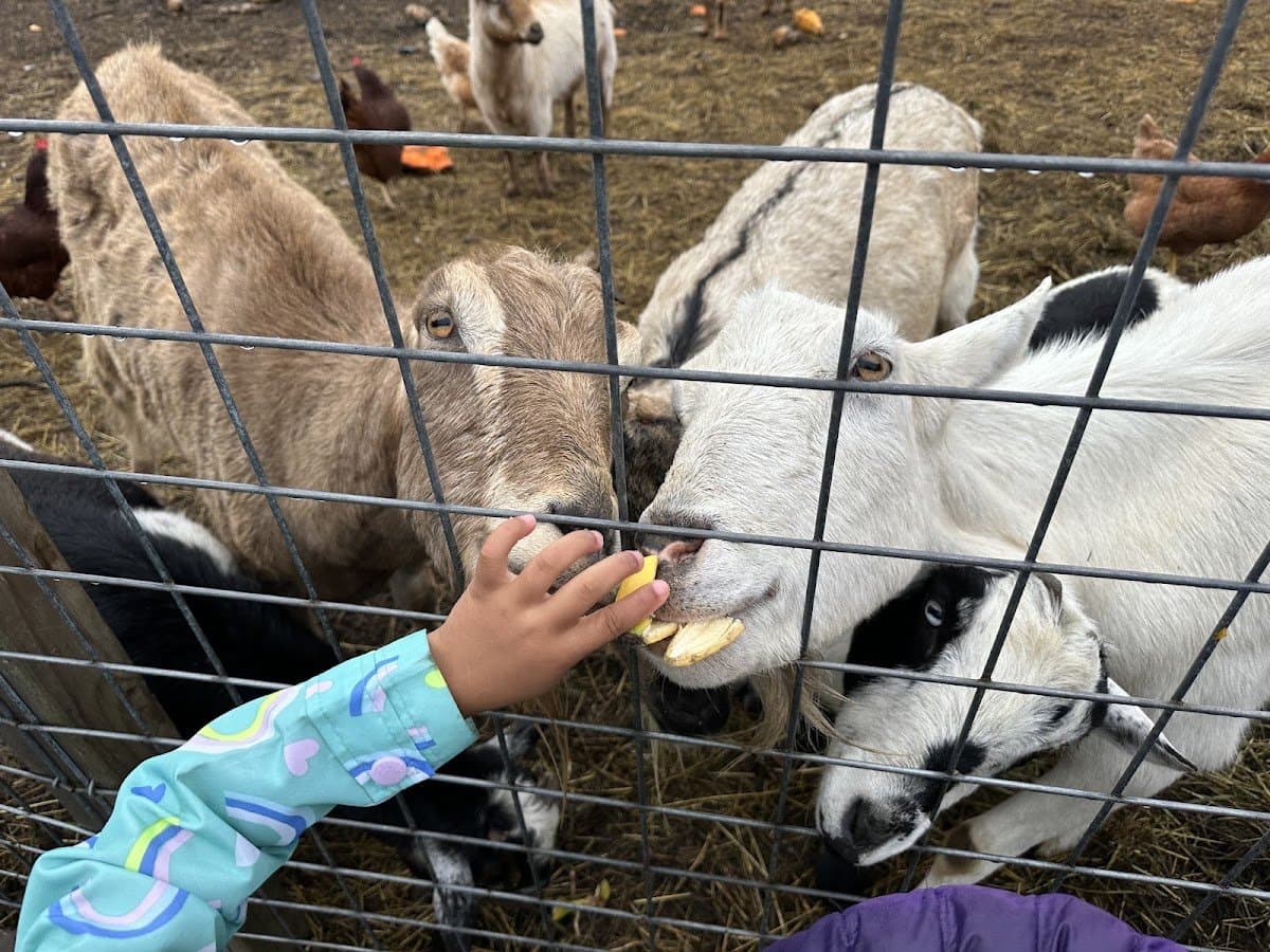 Fulton Community School & Farm - Activity