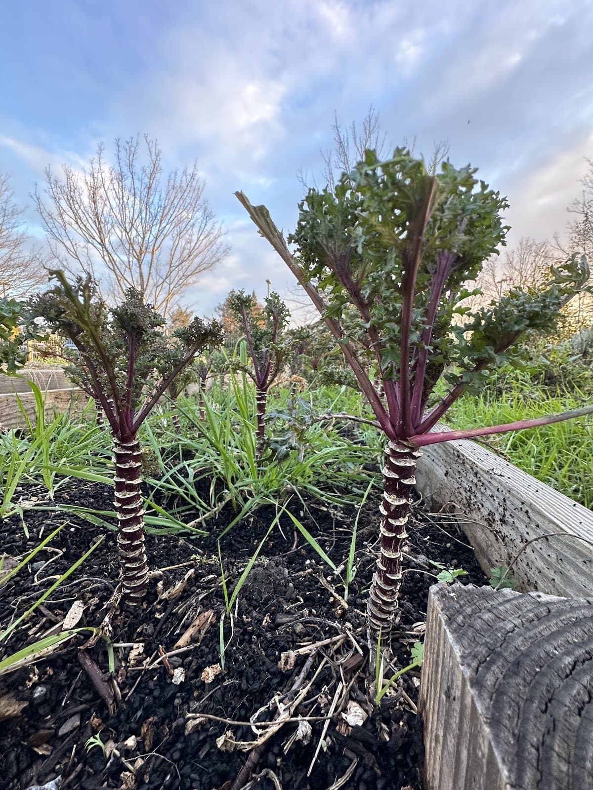 Fulton Community School & Farm - Atmosphere