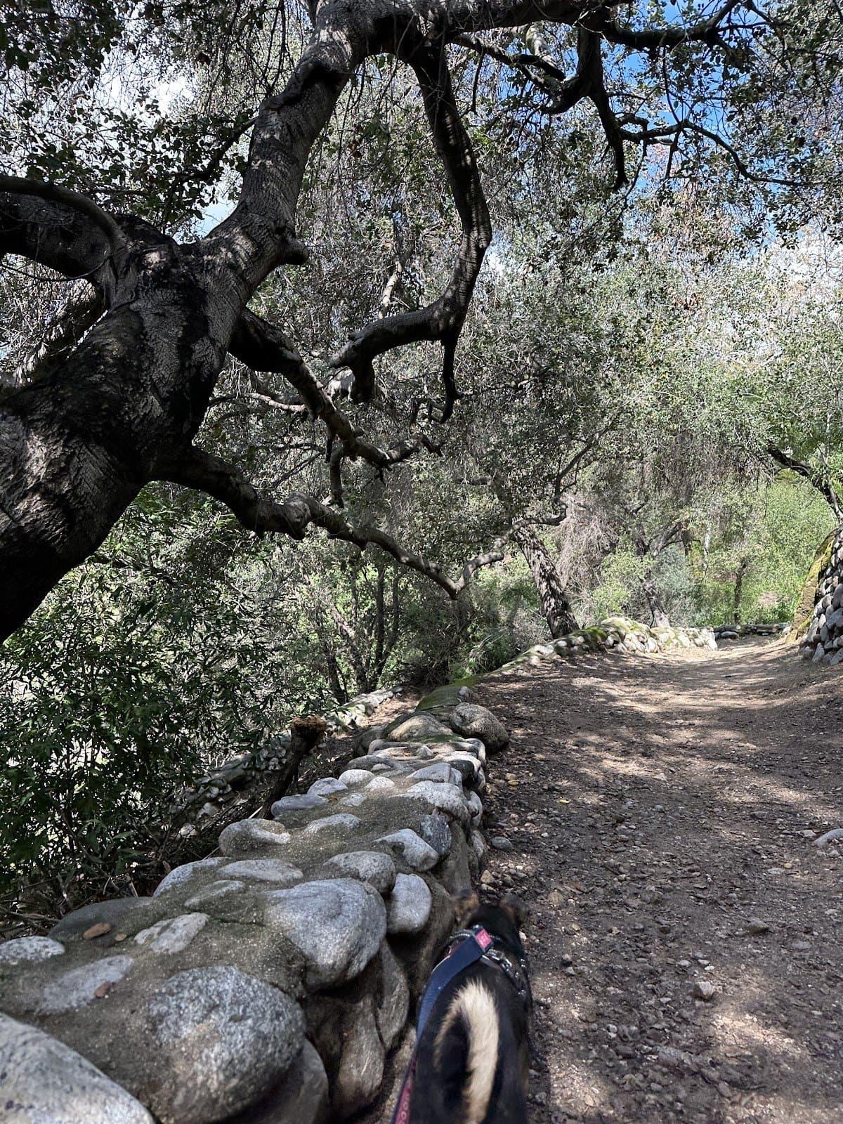 Heart Rock Forest School - Activity