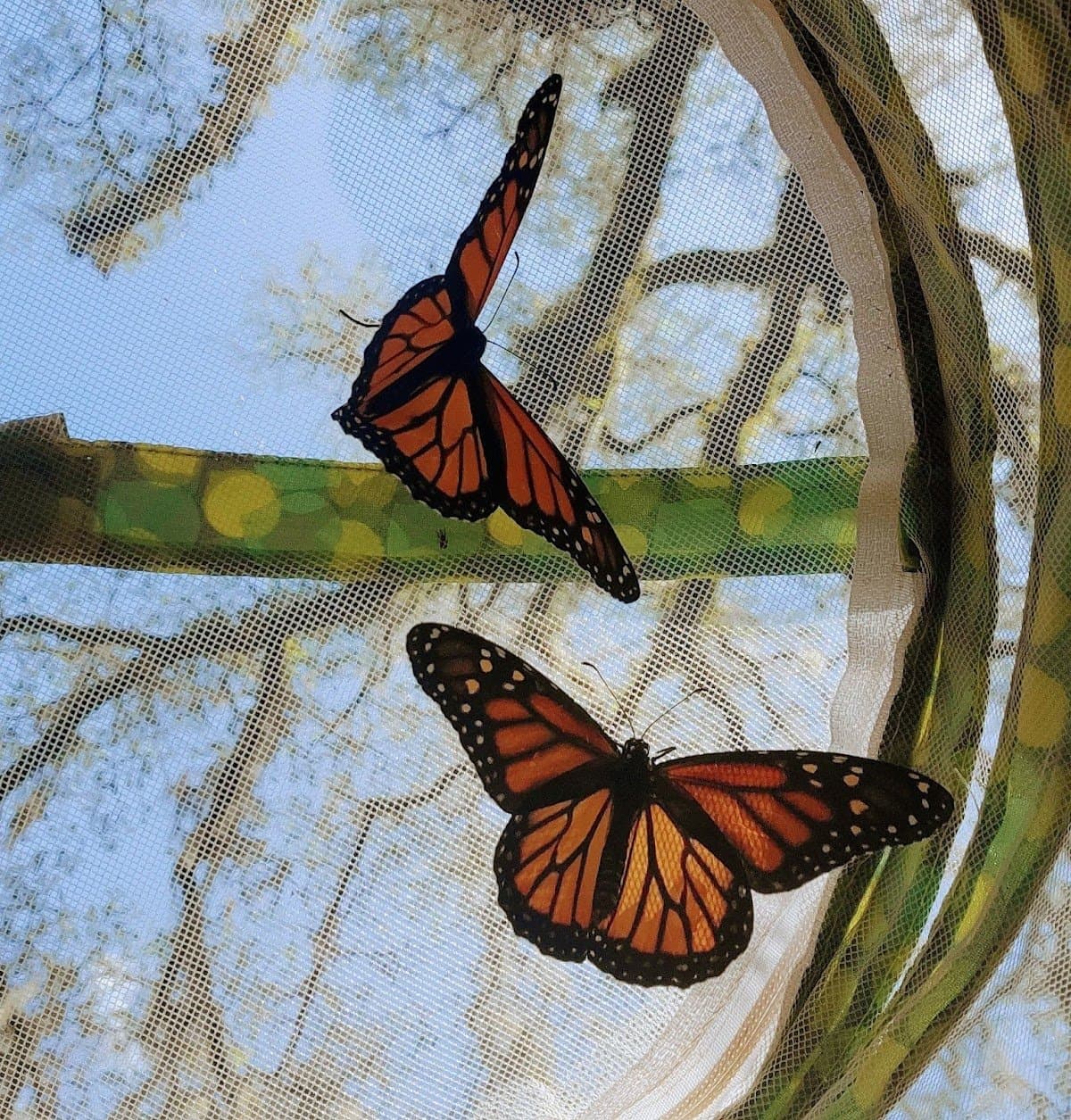 Into The Woods Playschool - Activity