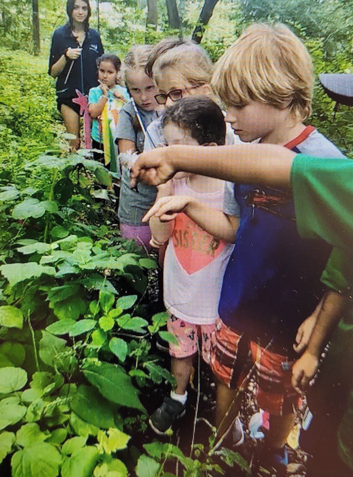 Little Ferns Nature Program - Hero/Card