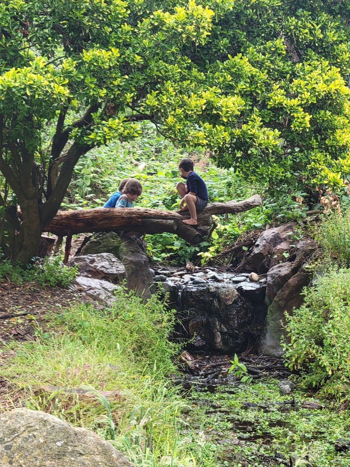 Little Forest Explorers - Activity