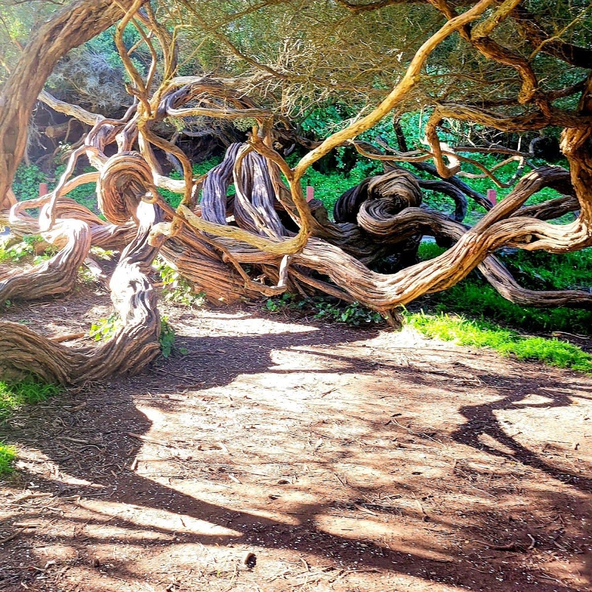 Little Forest Explorers - Atmosphere