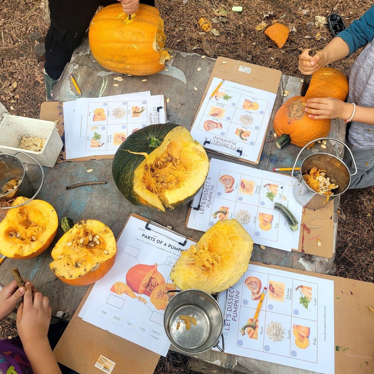 Oak Ridge Nature School - Activity