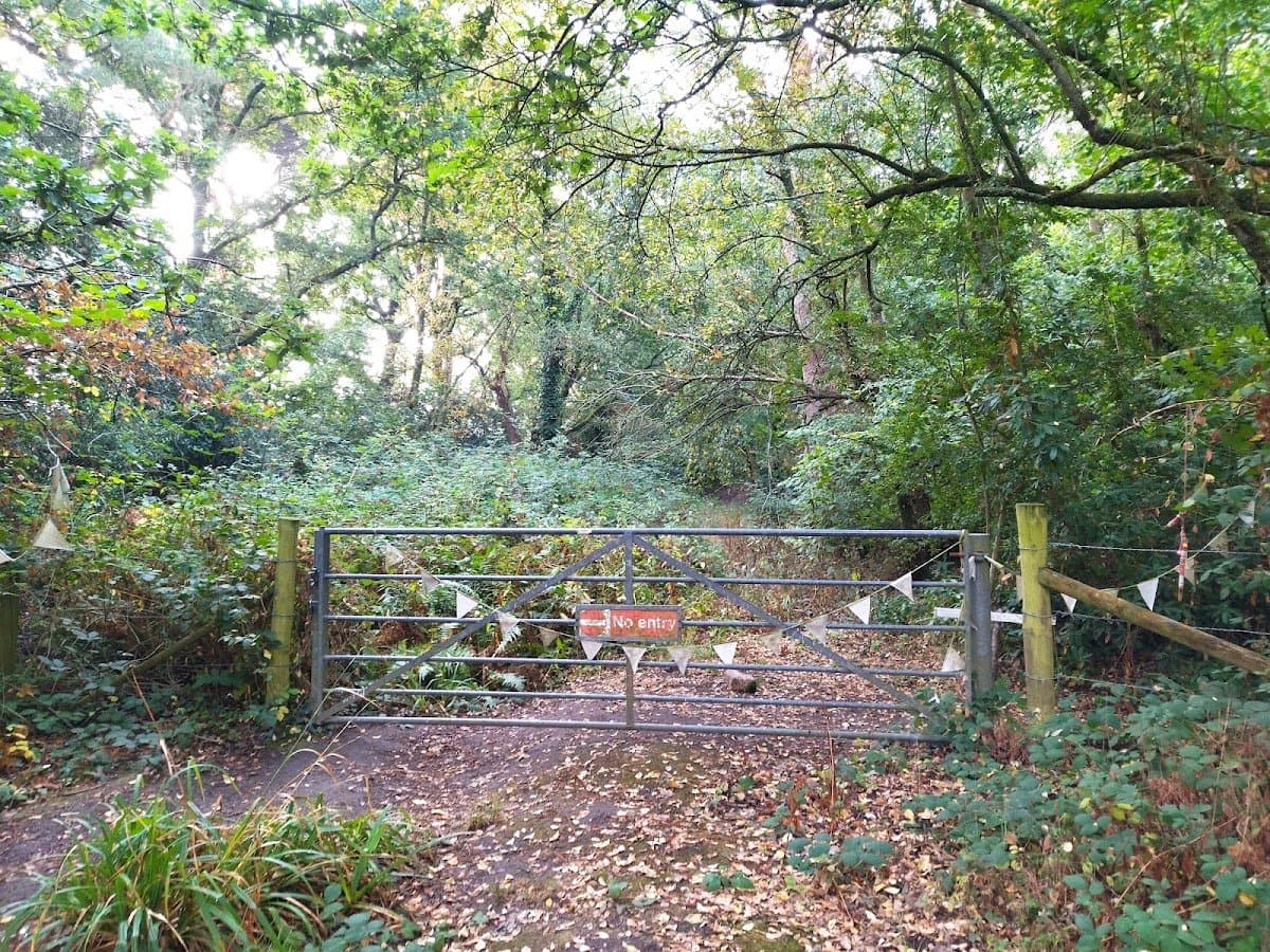 Poole Forest School - Atmosphere
