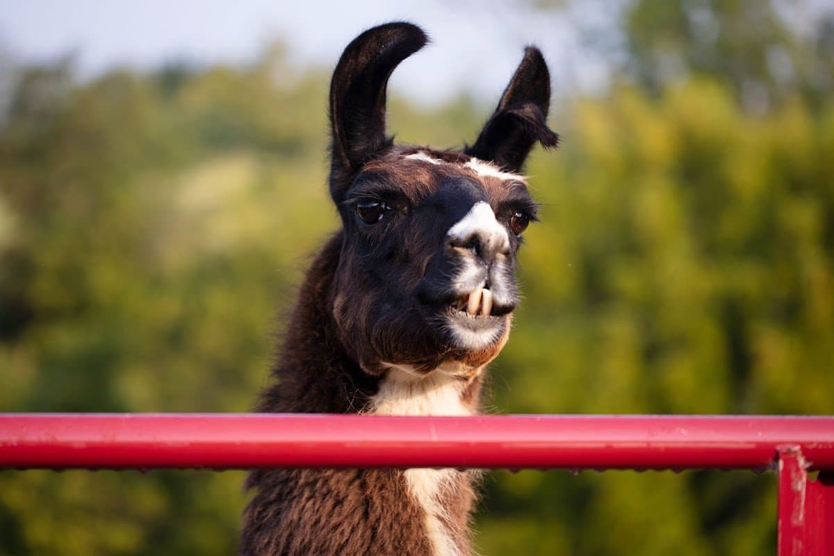 The Nature Schools - Hero/Card