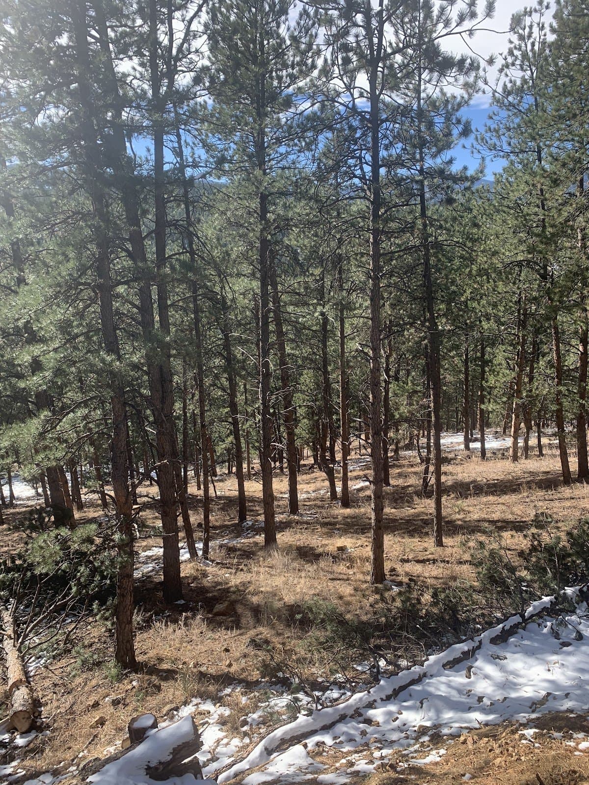 The Wild Ones Forest School - Hero/Card