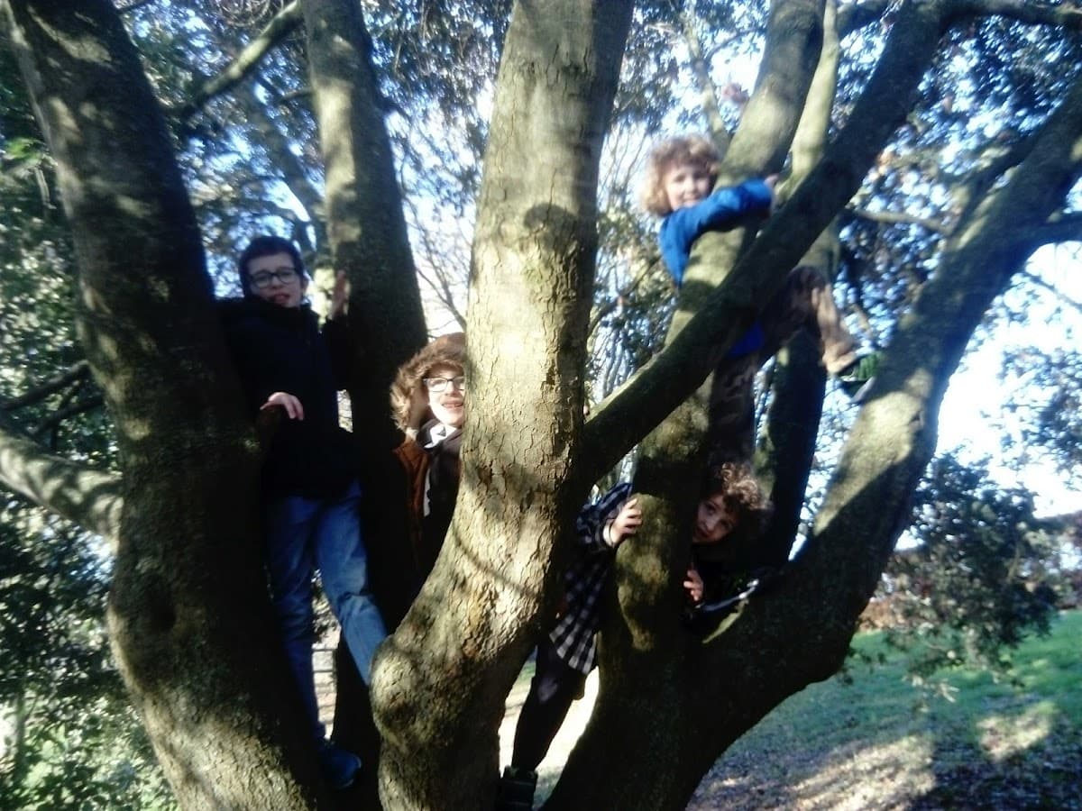 West Cork Sudbury School - Activity