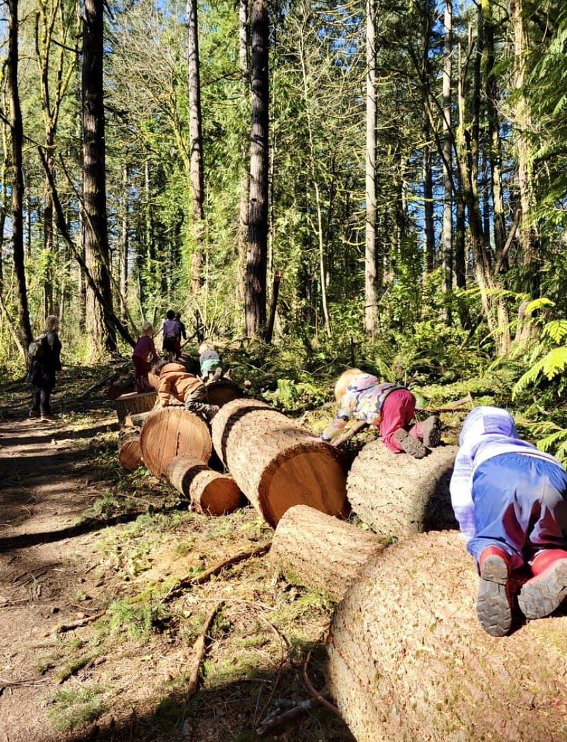 Willow Creek Forest School - Hero/Card